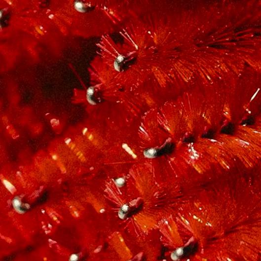 Classic Elite Lash Extension